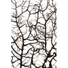 Corinne Sea Fan Coral/Acrylic Sculpture