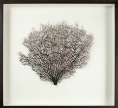 Large Natural Sea Fan